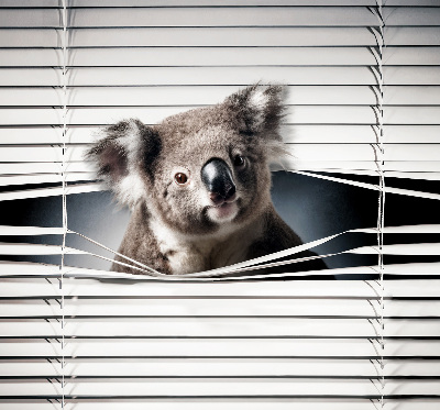 Store enrouleur occultant koala