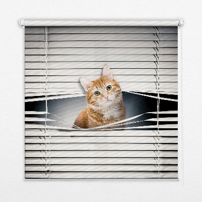 Store fenêtre intérieur chat roux