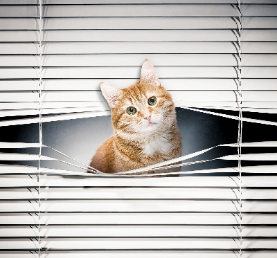 Store fenêtre intérieur chat roux