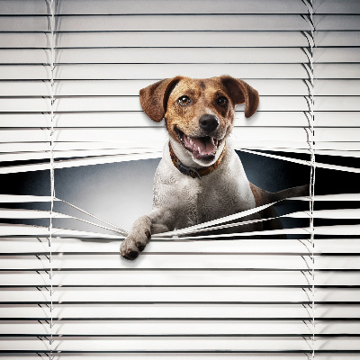 Chien pour fenêtre intérieure