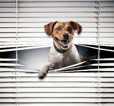 Chien pour fenêtre intérieure