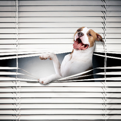 Store enrouleur occultant chien