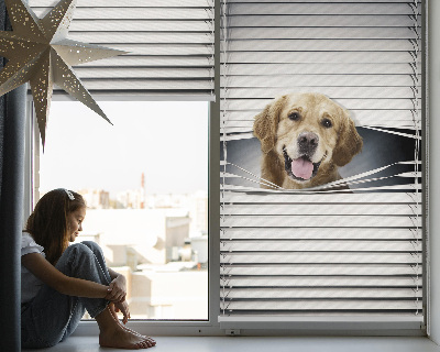 Store occultant fenêtre golden dog