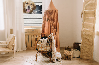 Store occultant fenêtre golden dog