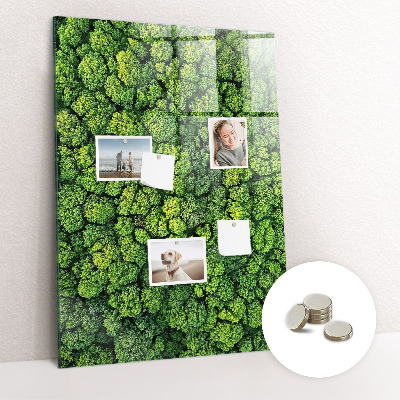 Tableau pour magnet Nature des arbres forestiers