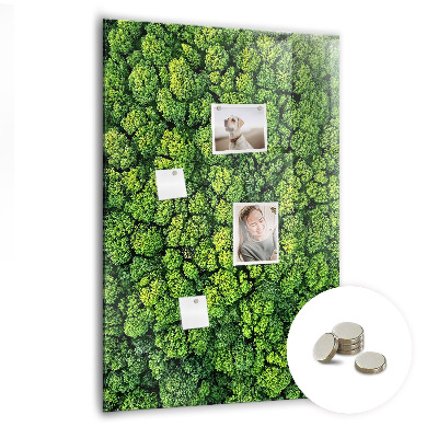 Tableau pour magnet Nature des arbres forestiers