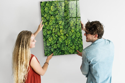 Tableau pour magnet Nature des arbres forestiers