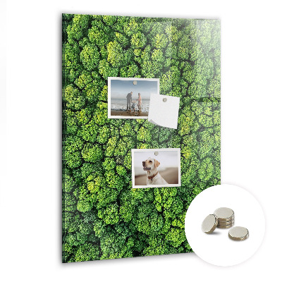 Tableau pour magnet Nature des arbres forestiers