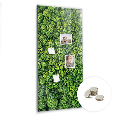 Tableau pour magnet Nature des arbres forestiers