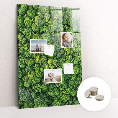 Tableau pour magnet Nature des arbres forestiers