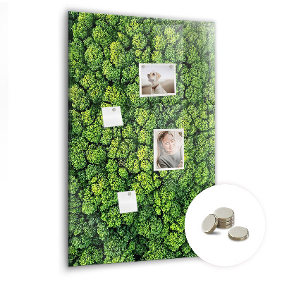 Tableau pour magnet Nature des arbres forestiers