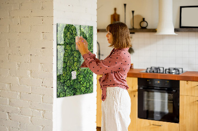 Tableau pour magnet Nature des arbres forestiers