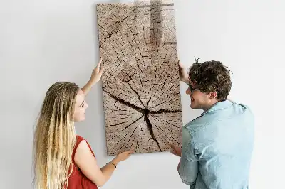 Tableau magnétique effaçable à sec représentant une coupe transversale de tronc