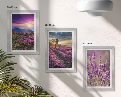 Mur de cadres Paysage avec des champs de lavande et un coucher de soleil