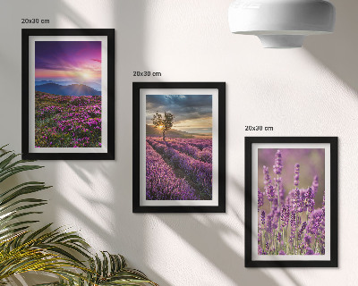 Mur de cadres Paysage avec des champs de lavande et un coucher de soleil