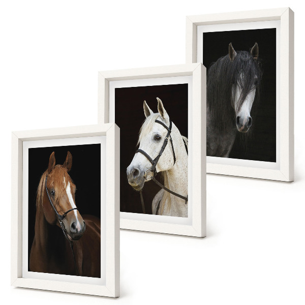 Mur de cadres Portraits de chevaux aux fourrures de différentes nuances