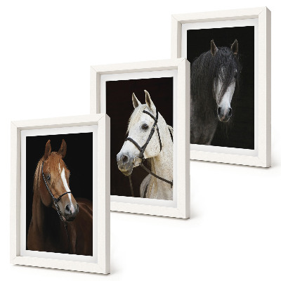 Mur de cadres Portraits de chevaux aux fourrures de différentes nuances