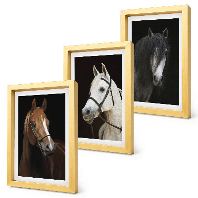 Mur de cadres Portraits de chevaux aux fourrures de différentes nuances