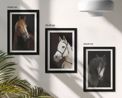 Mur de cadres Portraits de chevaux aux fourrures de différentes nuances