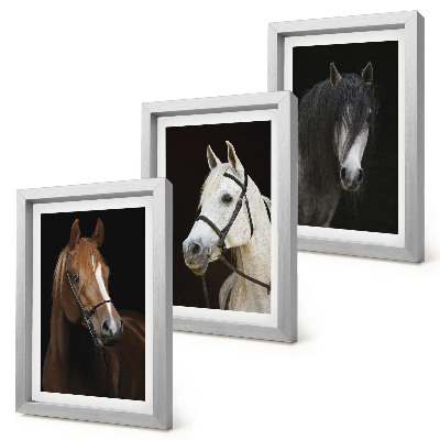 Mur de cadres Portraits de chevaux aux fourrures de différentes nuances