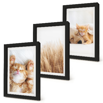 Ensemble de 3 tableaux Animaux mignons chats chiens herbe délicate bohème