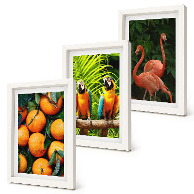 Ensemble de 3 tableaux Des accents fruités avec des perroquets et des flamants roses sous les tropiques