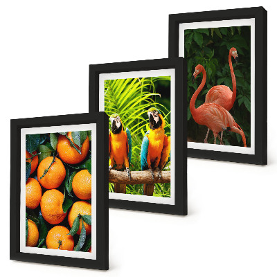 Ensemble de 3 tableaux Des accents fruités avec des perroquets et des flamants roses sous les tropiques