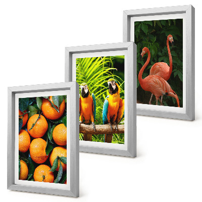 Ensemble de 3 tableaux Des accents fruités avec des perroquets et des flamants roses sous les tropiques