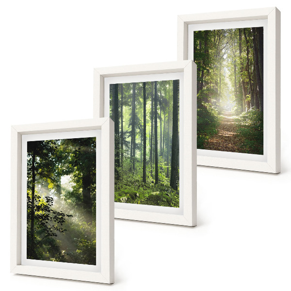 Ensemble de 3 tableaux Forêts verdoyantes avec des rayons de lumière et un chemin forestier