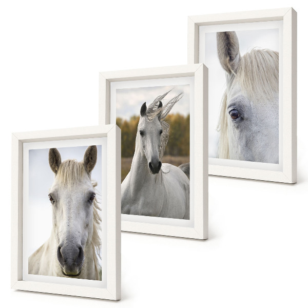 Lot de 3 tableaux Chevaux blancs dans diverses poses sur fond naturel