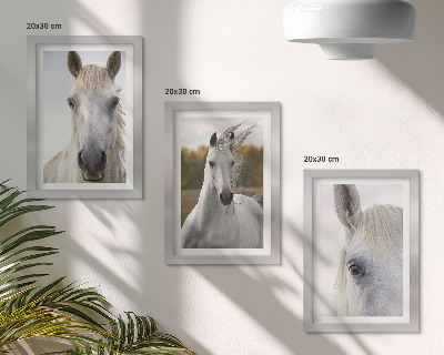 Lot de 3 tableaux Chevaux blancs dans diverses poses sur fond naturel