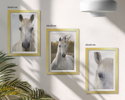 Lot de 3 tableaux Chevaux blancs dans diverses poses sur fond naturel