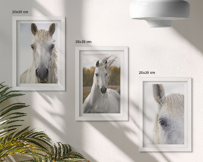 Lot de 3 tableaux Chevaux blancs dans diverses poses sur fond naturel