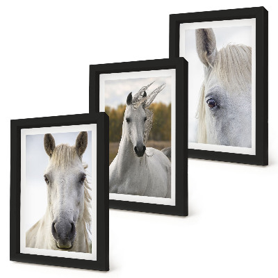 Lot de 3 tableaux Chevaux blancs dans diverses poses sur fond naturel