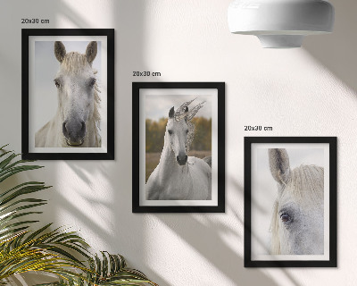Lot de 3 tableaux Chevaux blancs dans diverses poses sur fond naturel