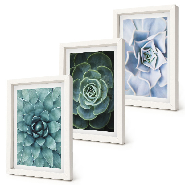 Lot de 3 tableaux Plantes succulentes dans des tons de vert et de turquoise