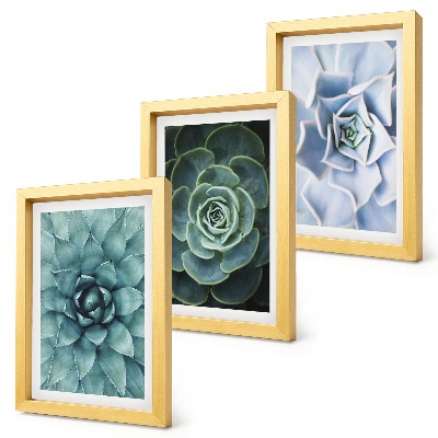 Lot de 3 tableaux Plantes succulentes dans des tons de vert et de turquoise