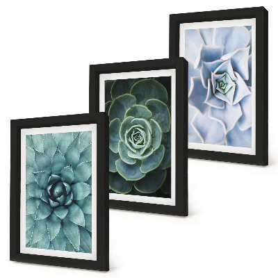 Lot de 3 tableaux Plantes succulentes dans des tons de vert et de turquoise