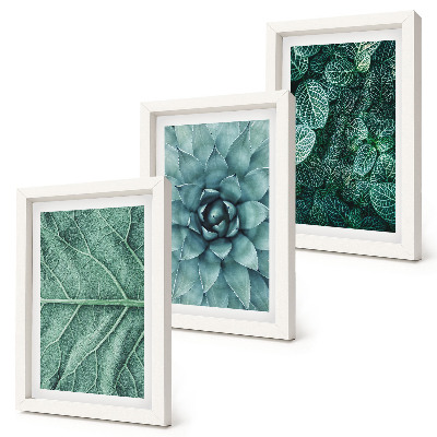 Ensemble de 3 tableaux Gros plans de plantes succulentes et de feuilles