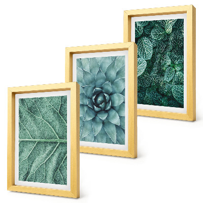 Ensemble de 3 tableaux Gros plans de plantes succulentes et de feuilles