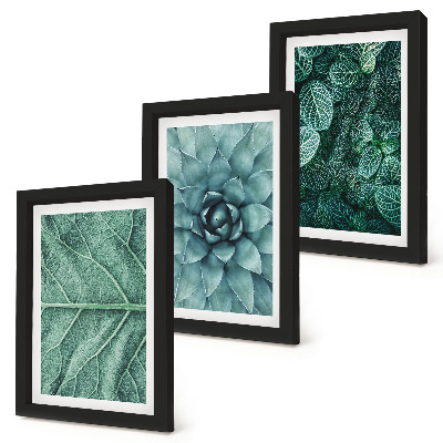 Ensemble de 3 tableaux Gros plans de plantes succulentes et de feuilles