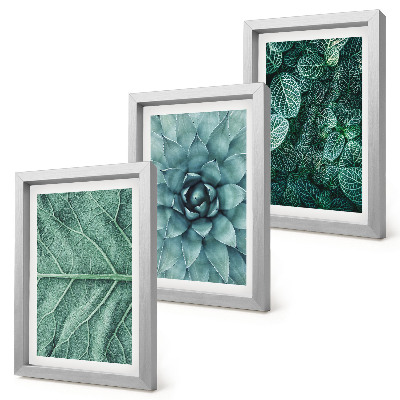 Ensemble de 3 tableaux Gros plans de plantes succulentes et de feuilles