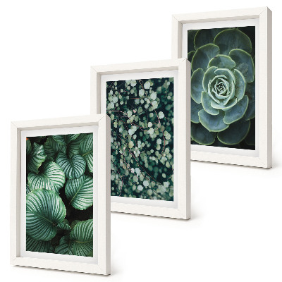Ensemble de 3 tableaux Plantes vertes à feuilles et succulentes élégantes