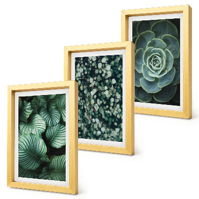 Ensemble de 3 tableaux Plantes vertes à feuilles et succulentes élégantes