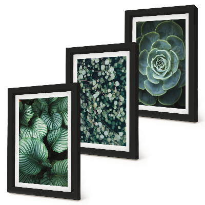 Ensemble de 3 tableaux Plantes vertes à feuilles et succulentes élégantes