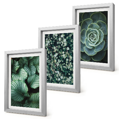 Ensemble de 3 tableaux Plantes vertes à feuilles et succulentes élégantes