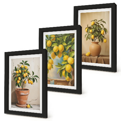 Lot de 3 tableaux Citronniers en pots et en vases