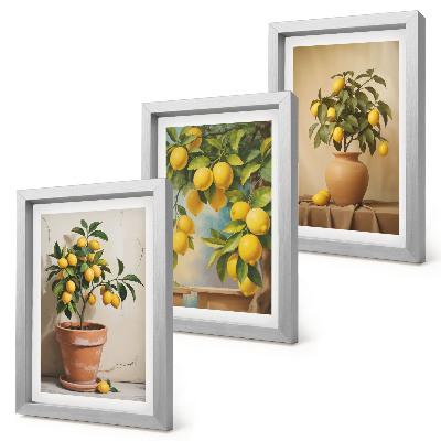 Lot de 3 tableaux Citronniers en pots et en vases