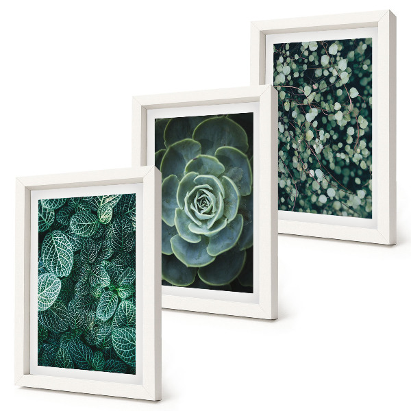 Ensemble de 3 tableaux Feuilles vertes de plantes succulentes et brindilles délicates