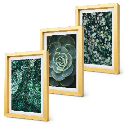Ensemble de 3 tableaux Feuilles vertes de plantes succulentes et brindilles délicates